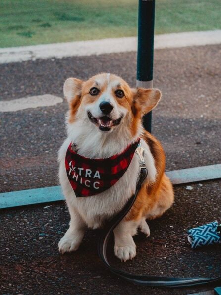 a dog sitting on a track - GIBX Latest News