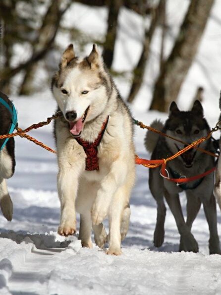 huskies driving sled through snow - GIBX Forex Broker and Trading Scams